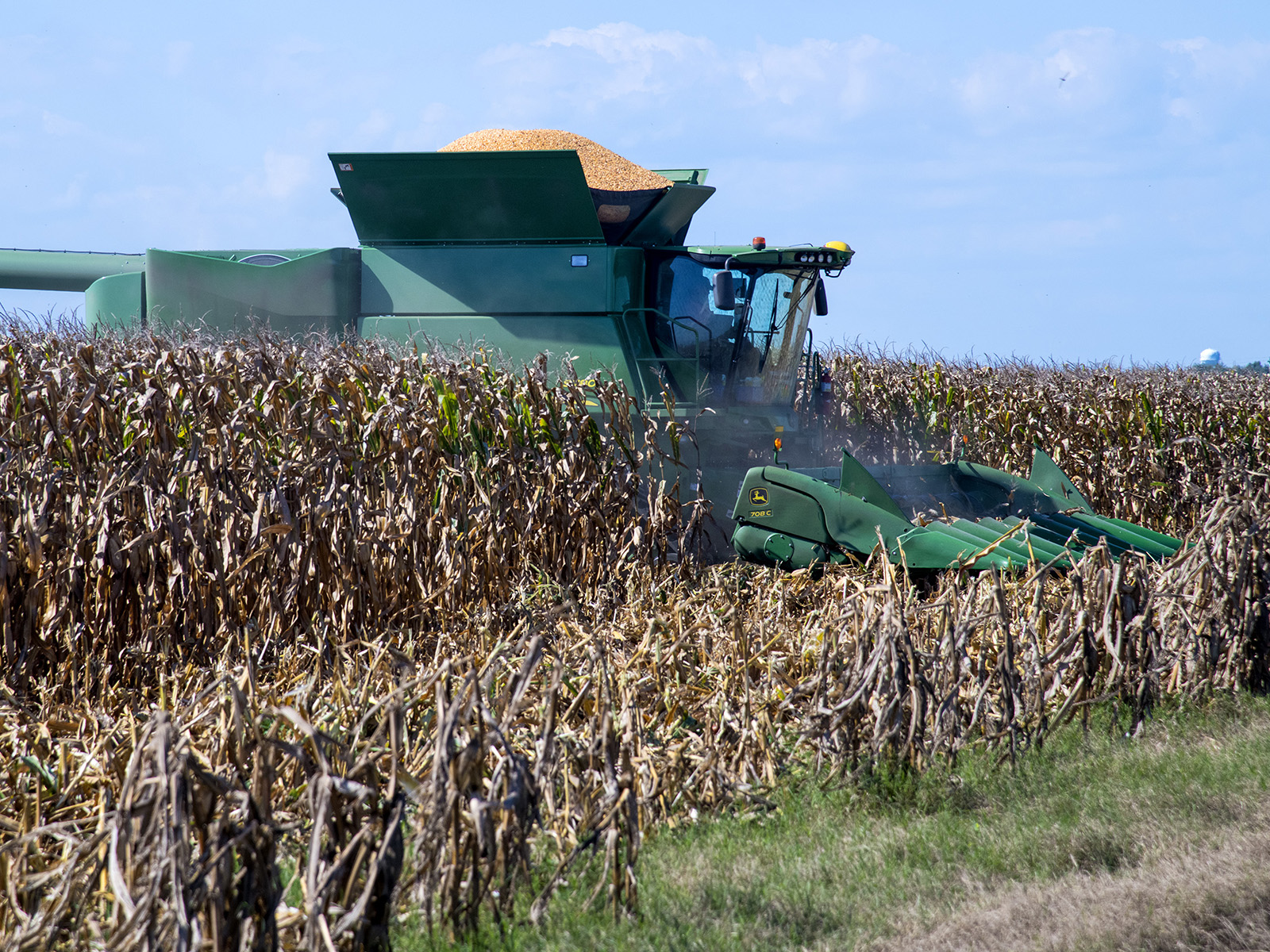 Corn Harvest