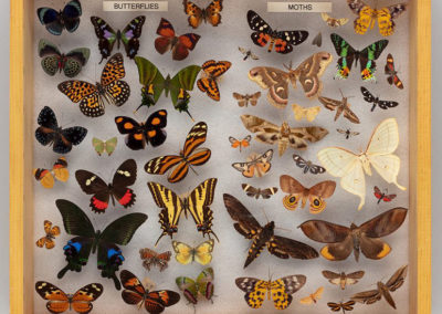 Cornell Drawer for Pollinator Education