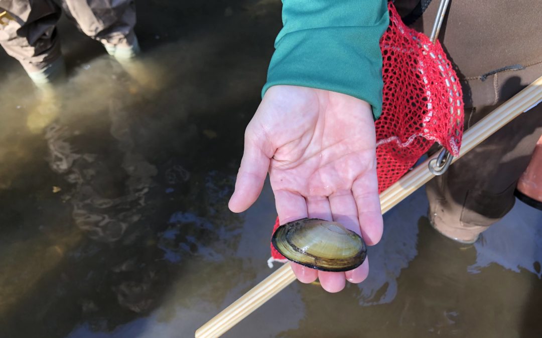 The Great Mussel Rescue of 2022